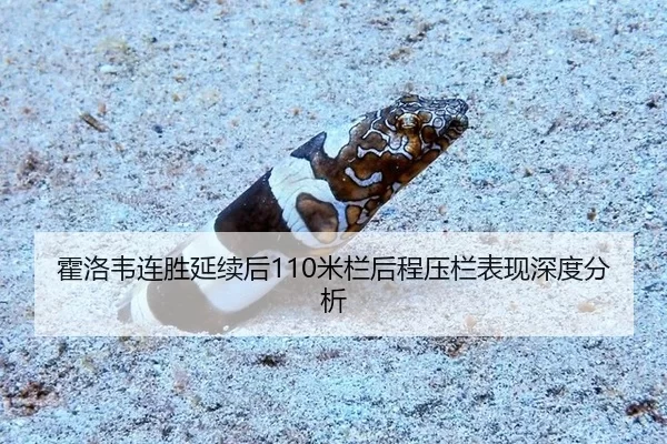 霍洛韦连胜延续后110米栏后程压栏表现深度分析